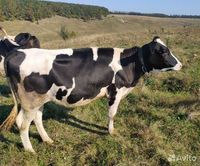 Тёлочка 10 месяцев