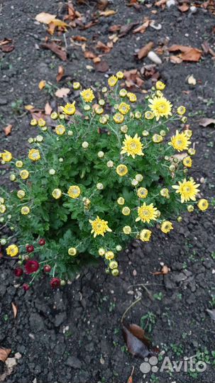 Хризантемы мультифлора