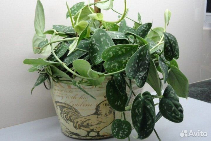 Сциндапсус