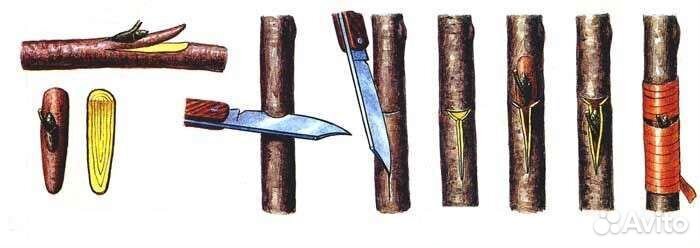 Черенки для Окулировки почкой, август - сентябрь