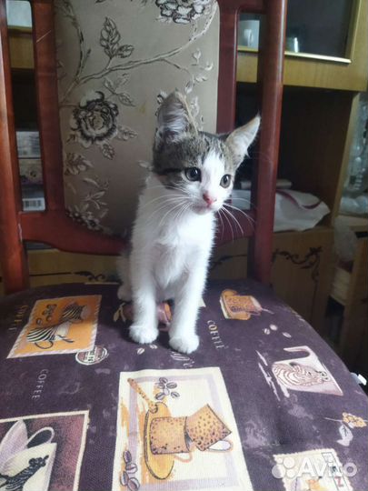 Кошка в дар