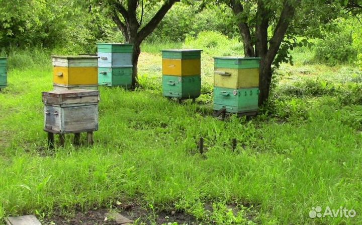 2024 Мед натуральный алтайский оптом