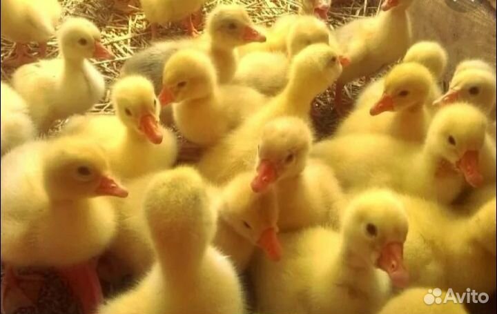 Гуси линда, суточный, подрост