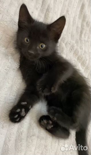 Котята в добрые руки приучены к лотку