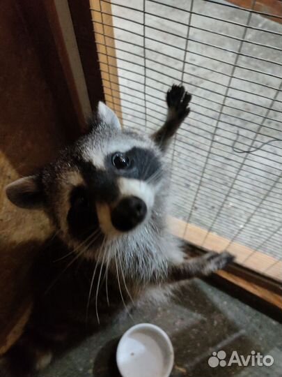 Енот полоскун