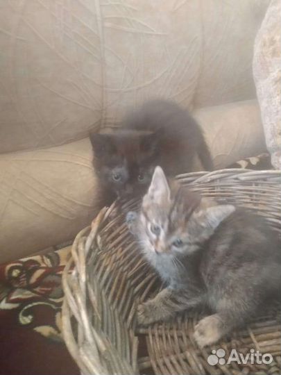 Кошка в дар