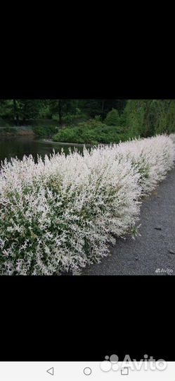 Ива Хакуро Нишики