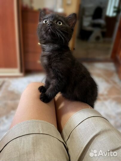 Леди и Бродяга в кошачьей версии