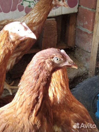 Куры- несушки. Бройлеры круглый год, Цыплята разн