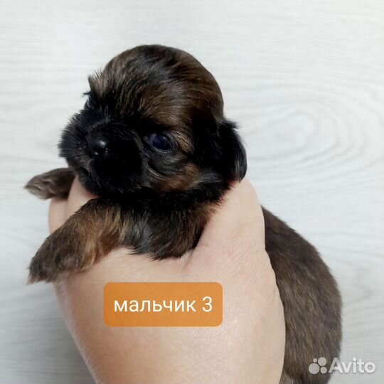 Малыши Ши-тцу