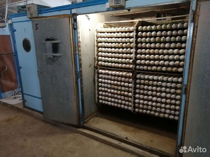 Гусята суточные, подрощенные