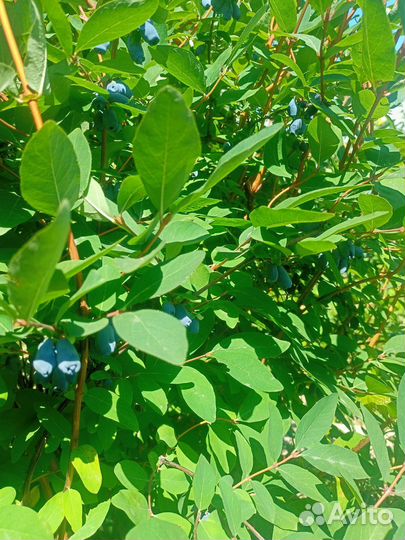 Жимолость съедобная