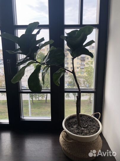 Фикус лирата