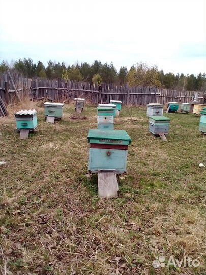 Продам пчелосемьи