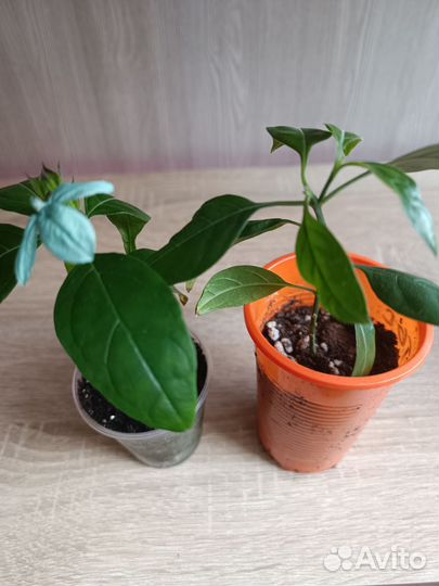 Кроссандра голубая