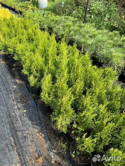 Туя западная Смарагд