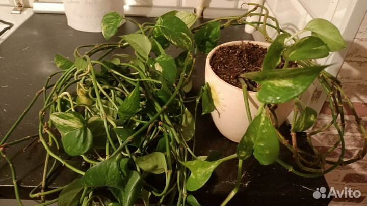 Комнатный уветок