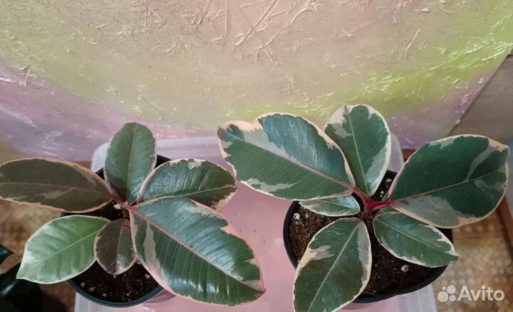 Фикусы Эластика,Тинеке, Белиз цветы комнатные