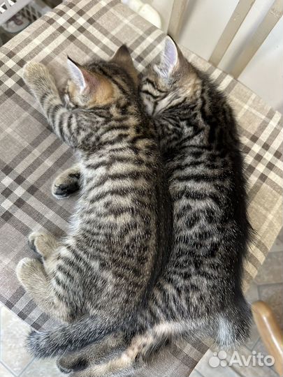 Отдаю котят в хорошие руки девочку