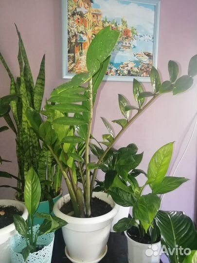 Продам Комнатные растения