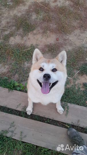 Акита ину вязка