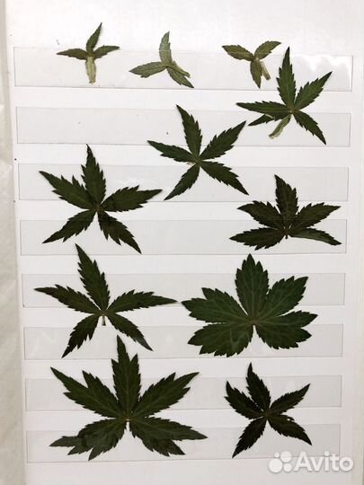 Гербарий листья цветы плоская сушка