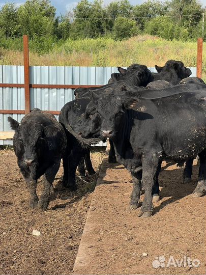 Бычки на Плем