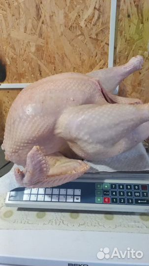 Мясо домашней индейки