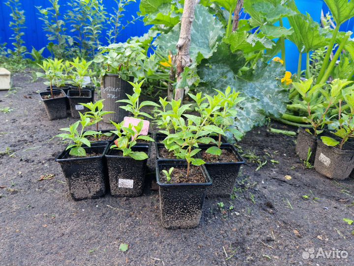 Гортензия Ванилла Фрейз