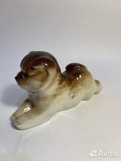 Собака чао чао лфз