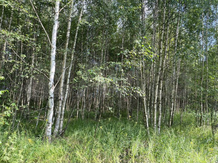 Участок 4,16 га (ИЖС)