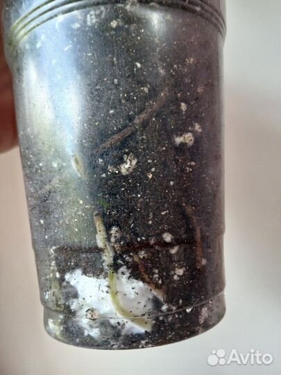 Сингониум Панда