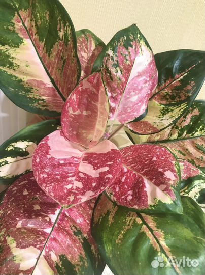 Aglaonema Rattana Rung Rueng