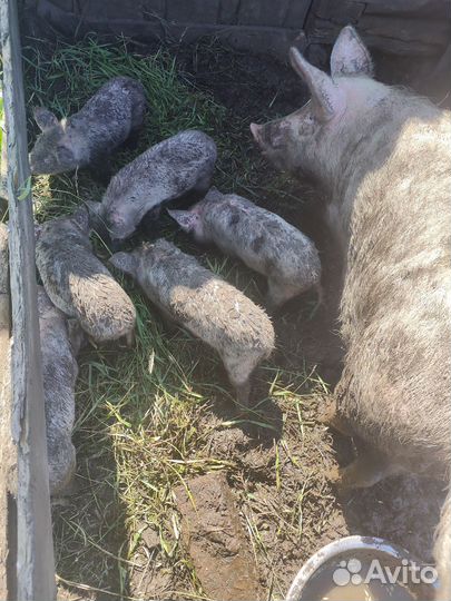 Свиньи живым весом,поросята