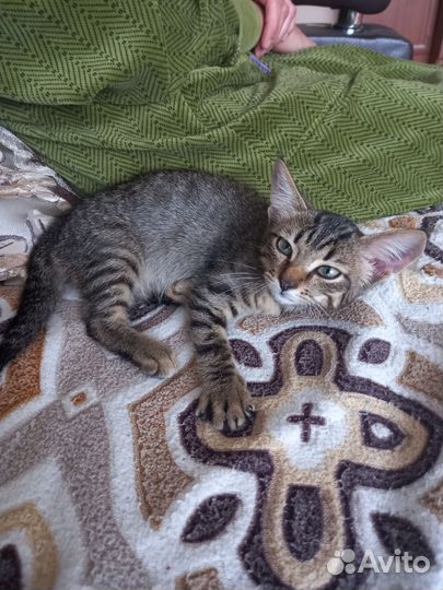 Котик бесплатно