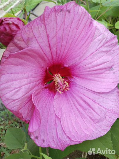 Сортовые гибискусы