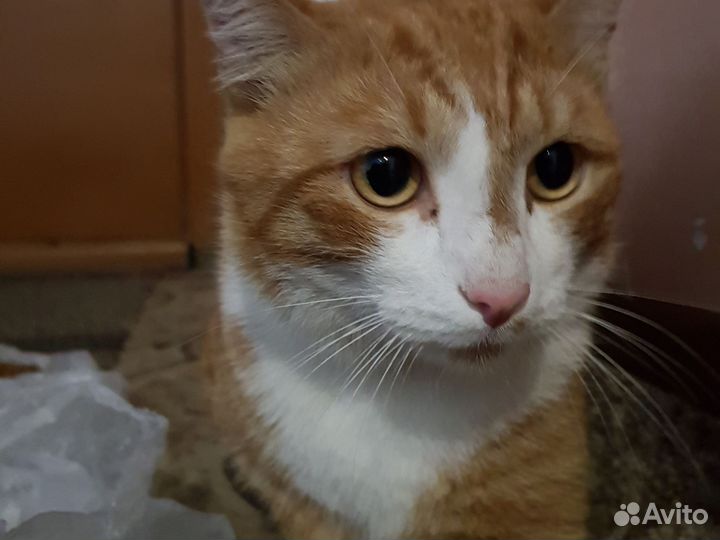 Рыжий кот блохастый без породный