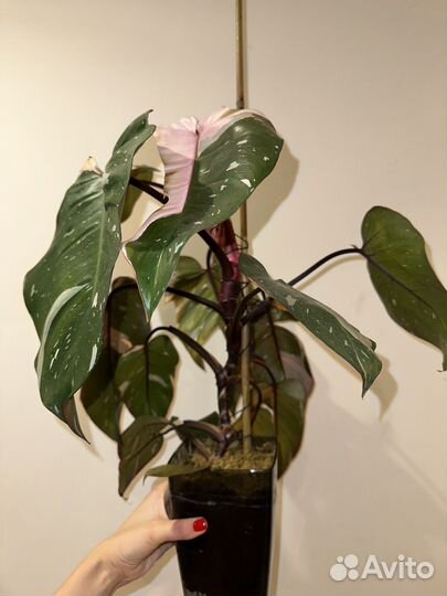 Филодендрон Pink Princess, розовый эхинопсис