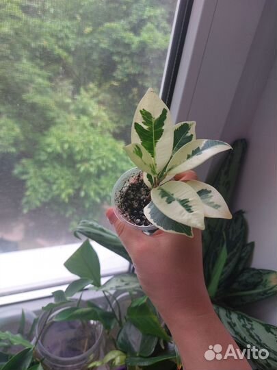 Растения на обмен