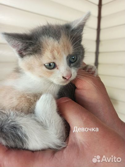 Котята в добрые руки бесплатно