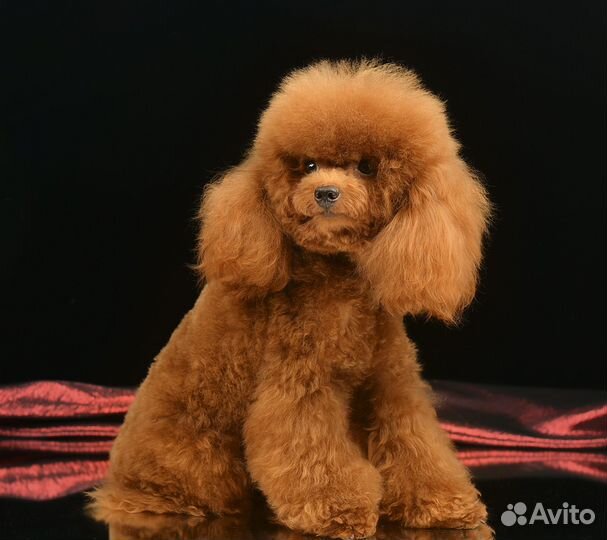 Вязка той пудель, красный, маленький,активный