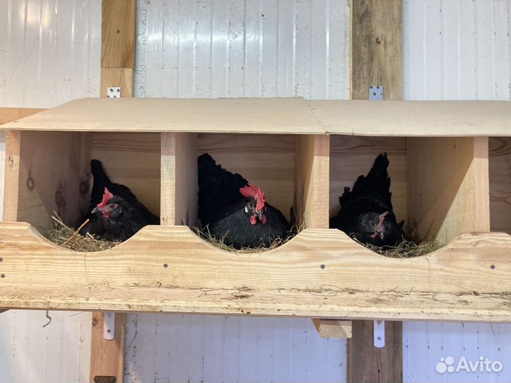 Инкубационное яйцо, цыплята