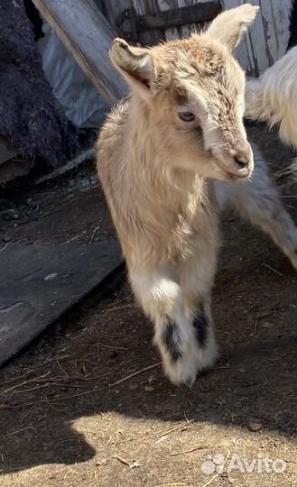 Козлята