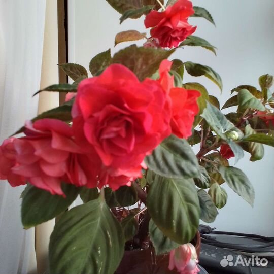 Бальзамин (Ванька мокрый) махровый