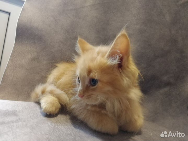 Отдадим котят в добрые руки