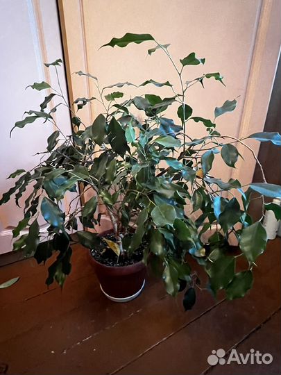 Комнатные растения