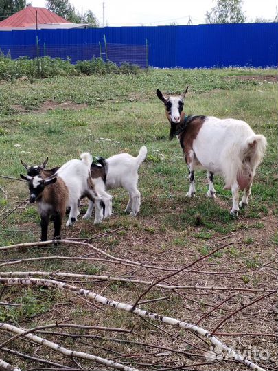 Козы камерунские