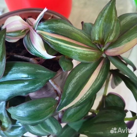 Традесканция