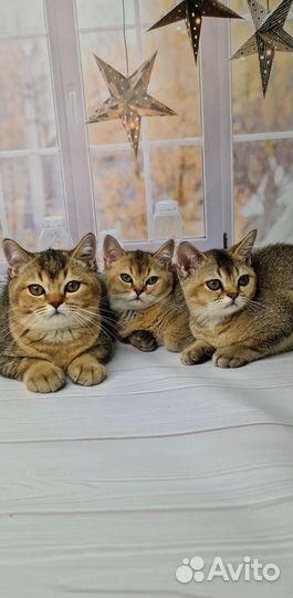 Британские котята