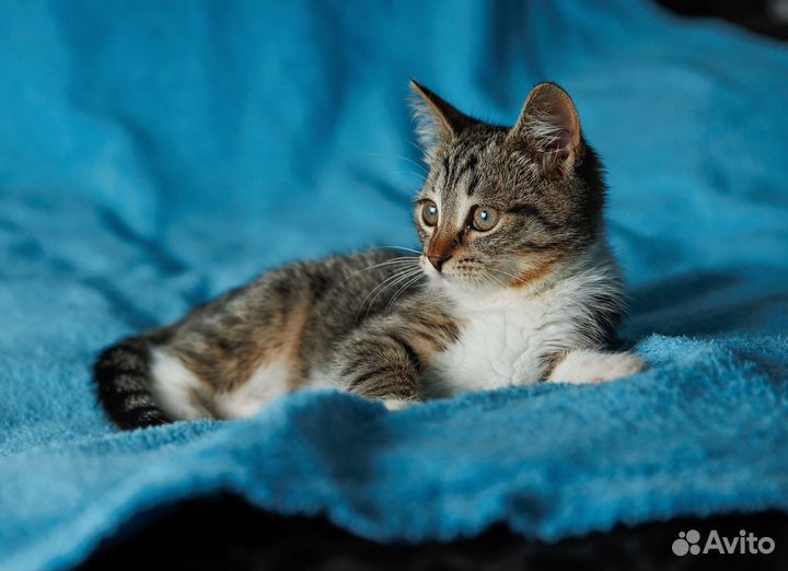 Лулу наполнит ваш дом радостью, а сердце теплом